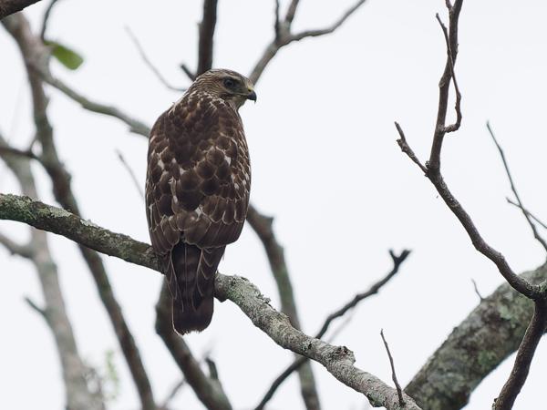 Breedvleugelbuizerd (Buteo platypterus)